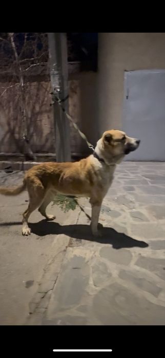 Продам кобелья супертяж