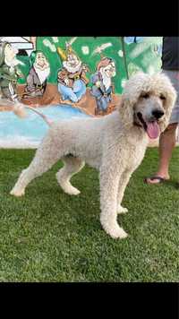 Caniche D- Max poodle imperial