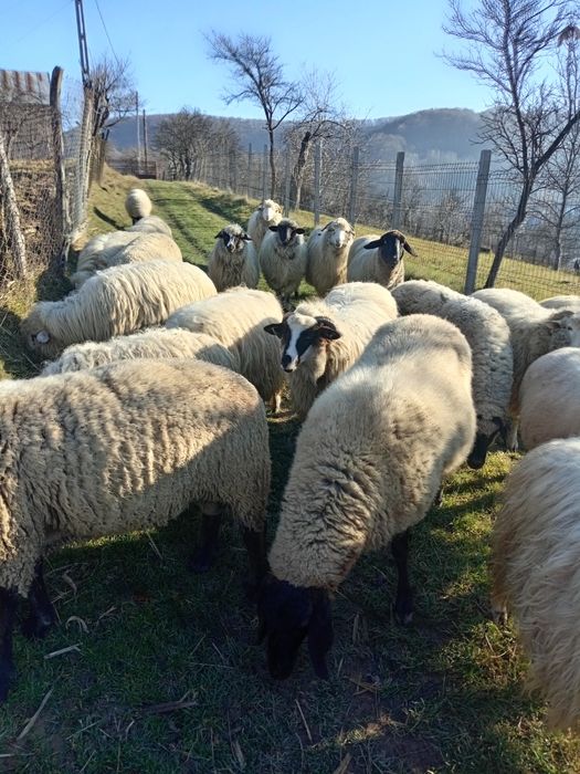 Oi breze și băle, bune