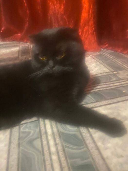 Ищем кошечку для вязки