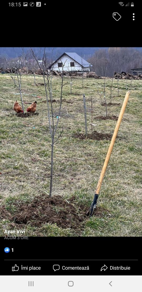 Puieți de replatare cu prindere suta la suta.