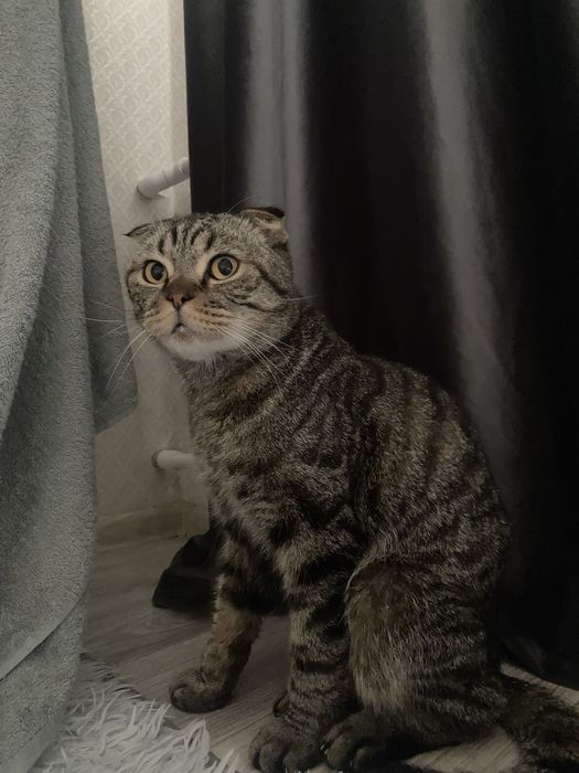 Отдам кота веслоухий скотиш фолд в добрые руки