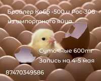 Цыплята бройлеры из импортного яйца