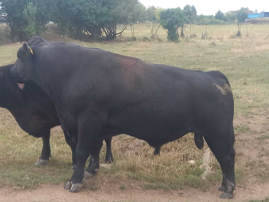 De vanzare taur autorizat rasa angus
