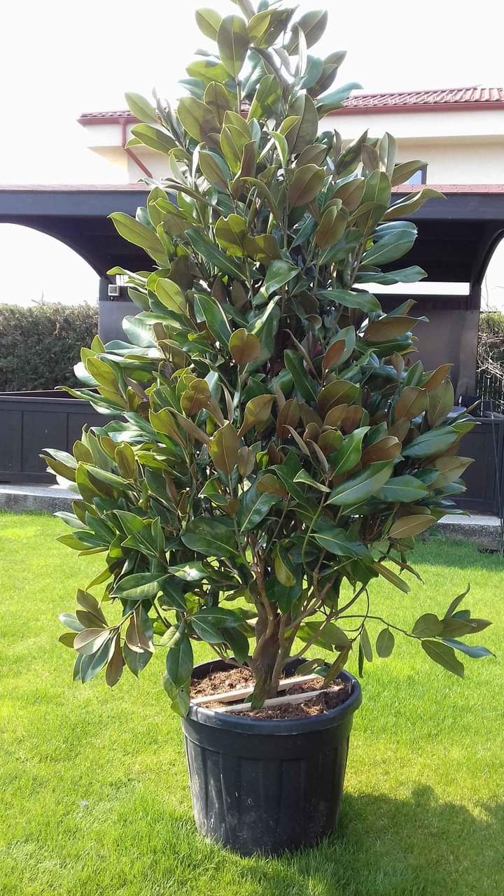 Mesteacăn tei catalpa tuia salcie prunus magnolia