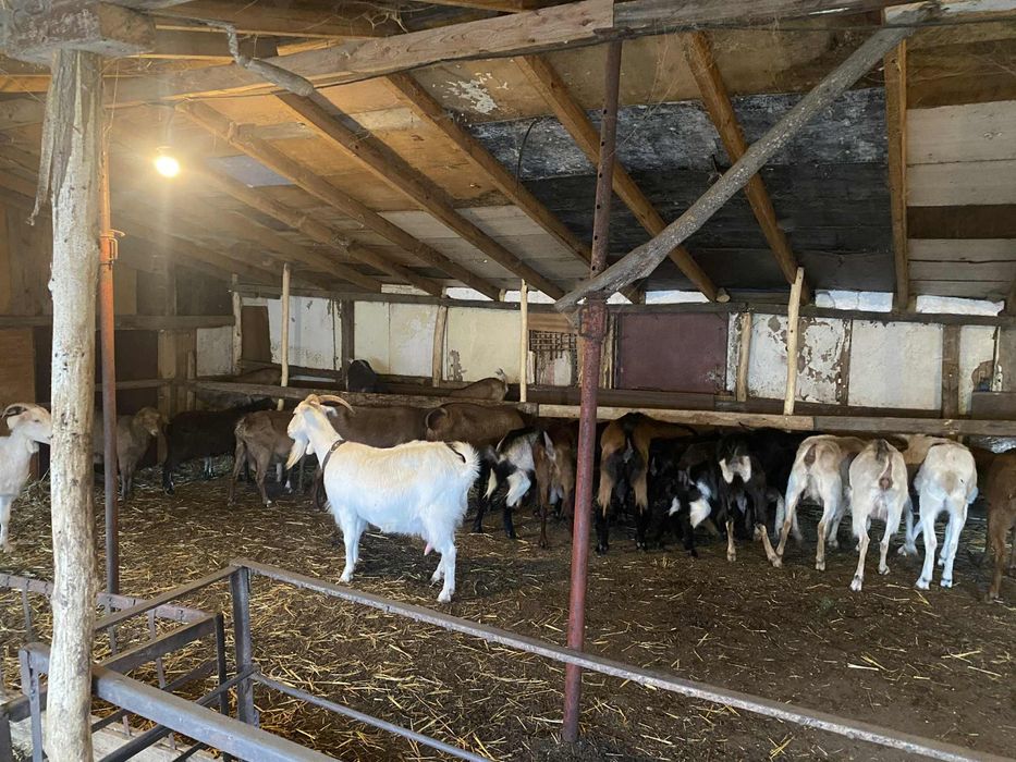 Продават се кози и ярета