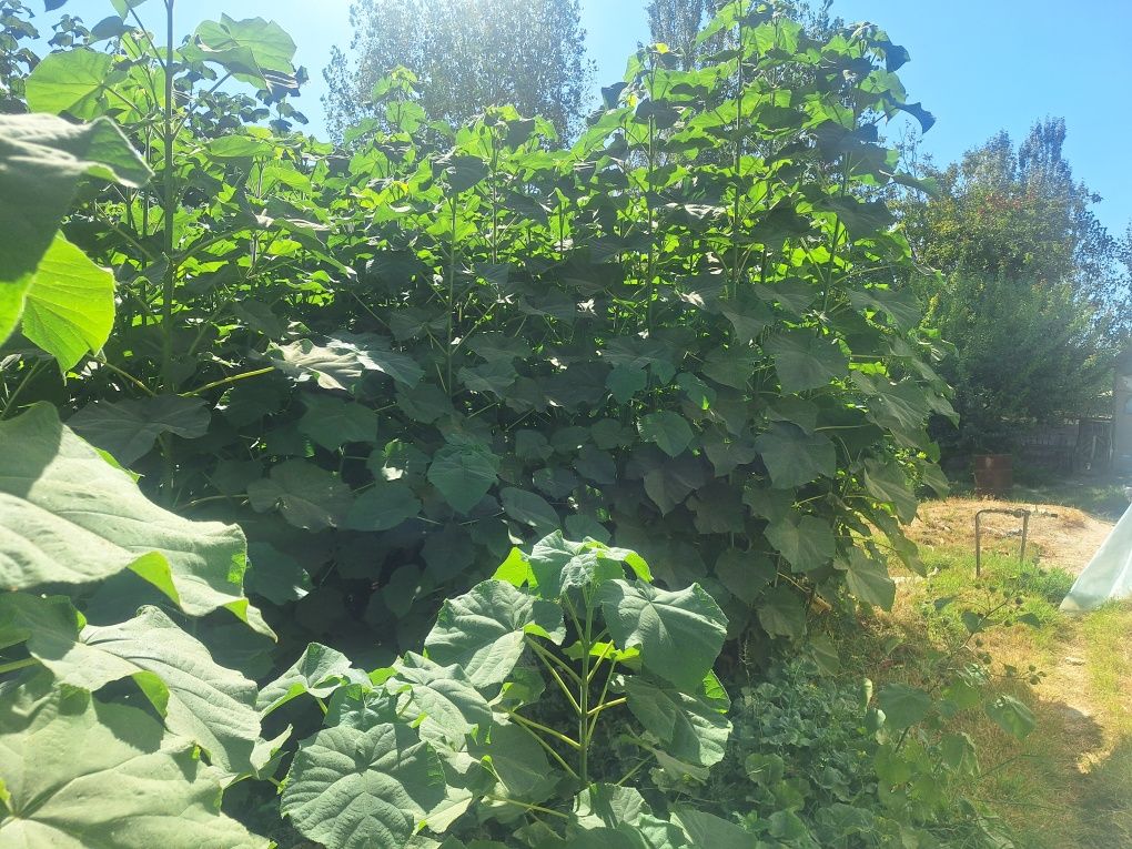 Biogumus, Pavloniya, kuchatlari,Avatar uzum kuchatlari sotuvda.