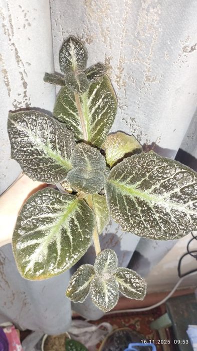 Продаются эписции шикарные