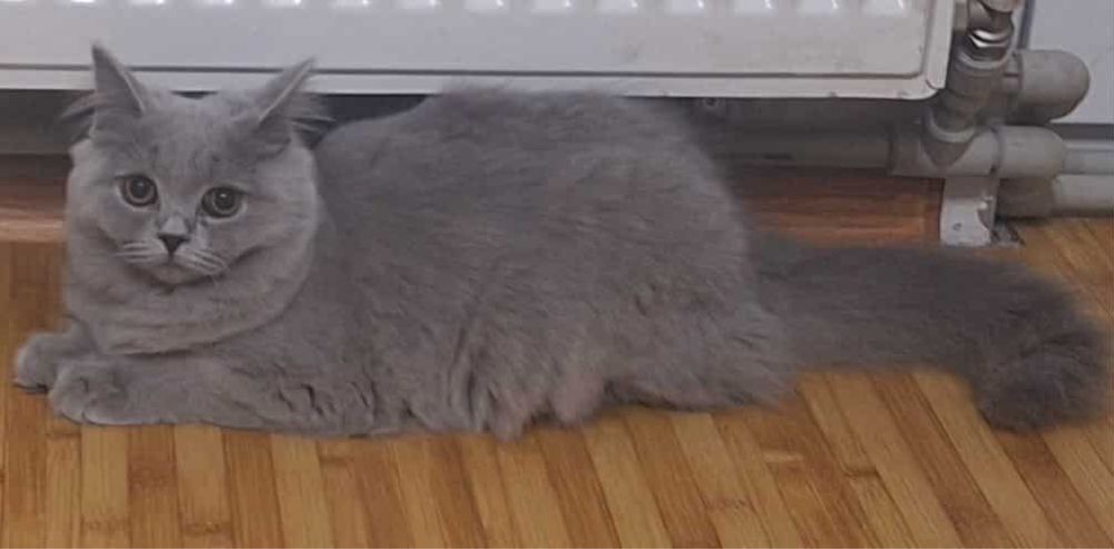 Коте дългокосместо на 6месеца