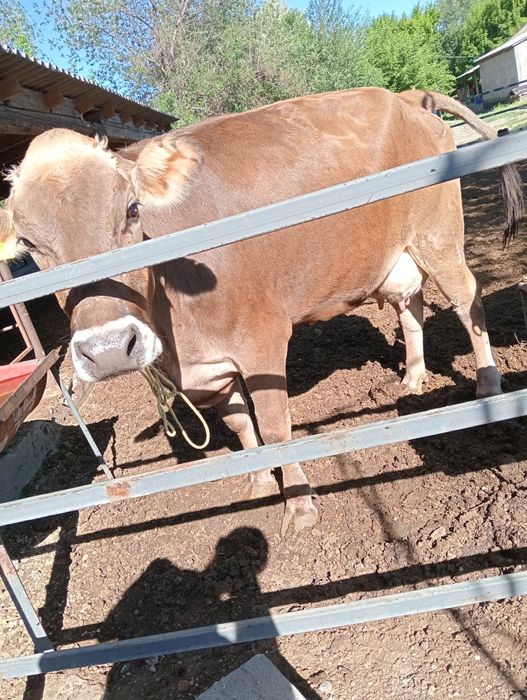 Швец сүтті сиыр сатылады