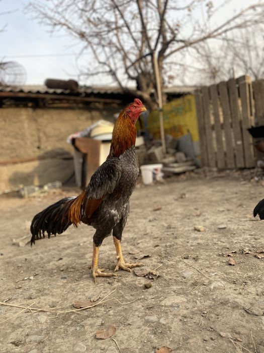 Дакан петух Бойцовский
