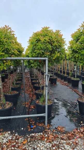 Plante Decorative Pentru Gradina