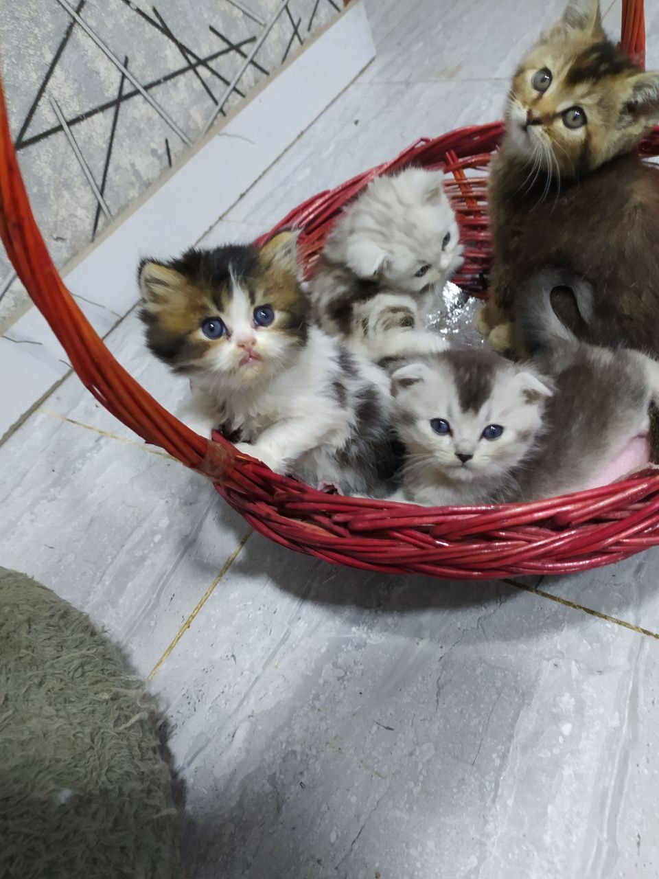 Шотландский вислоухий  Залатой шиншилла