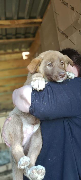 Отдадим в хорошие руки