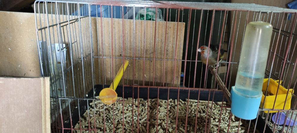 Хибрид от Щиглец