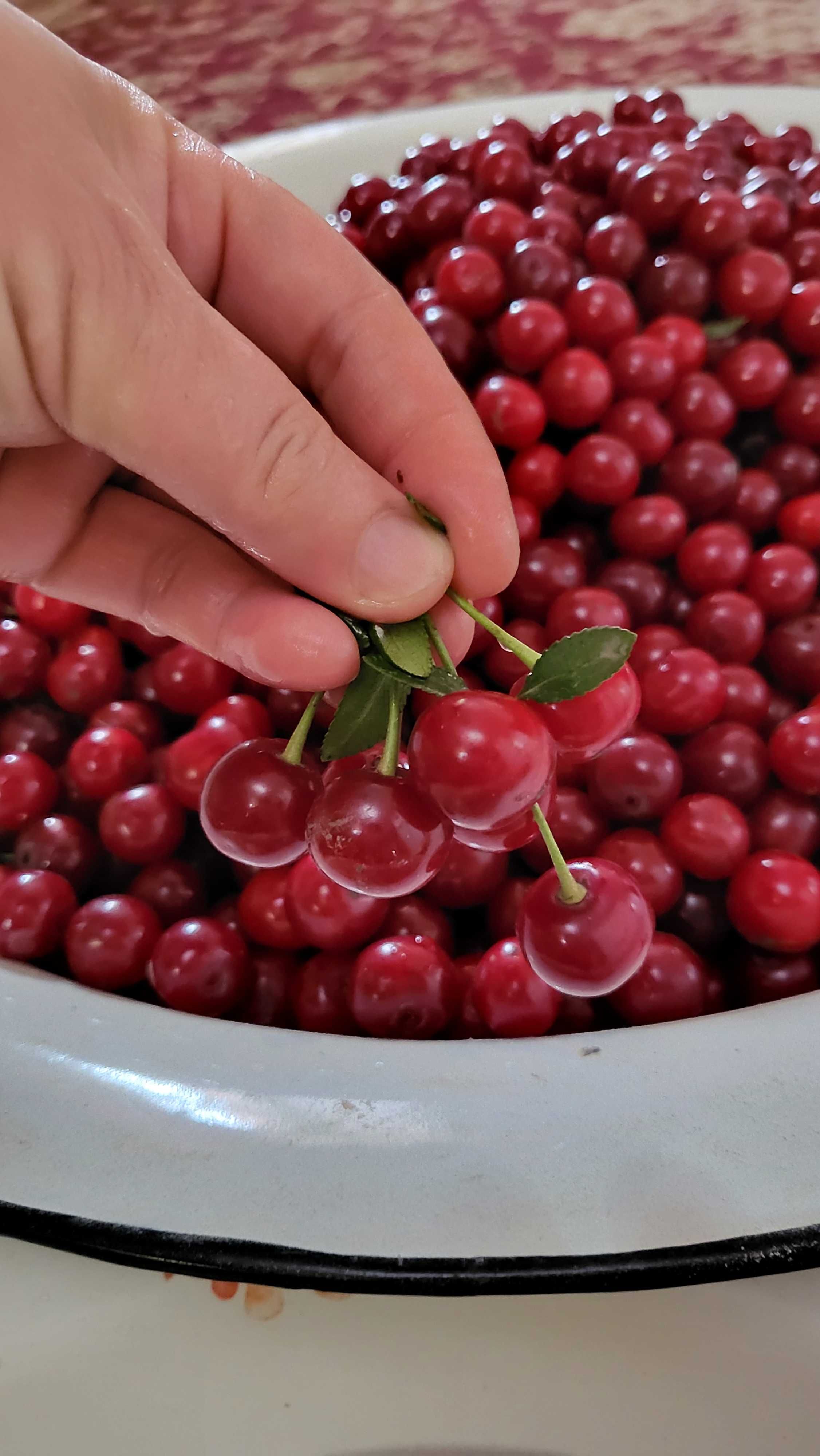 Продам вишню со своей дачи