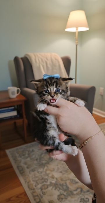 Maine Coon pedigree felisa autorizata