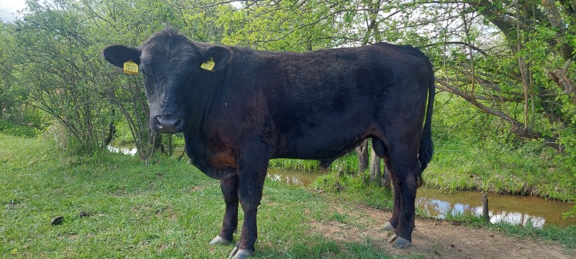 Vand taur angus cu pedigree 2 ani