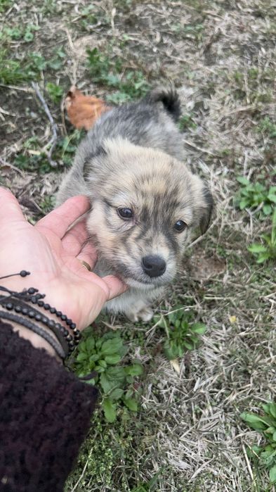 Donez cățeluși care au fost abandonați de stăpâni la marginea pădurii