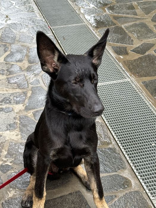 Ciobanesc belgian carbon