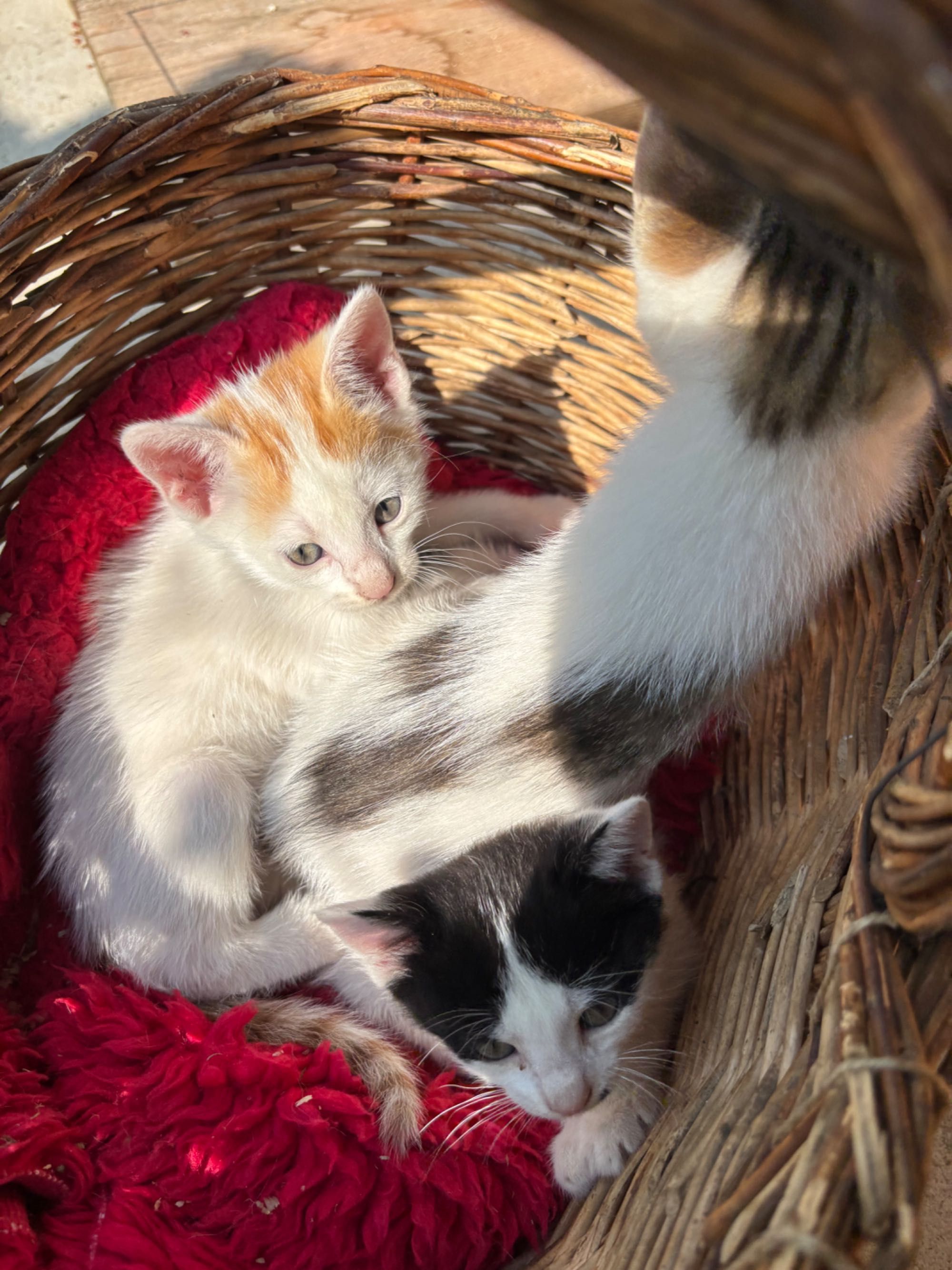Котенца   безплатно в добри ръце