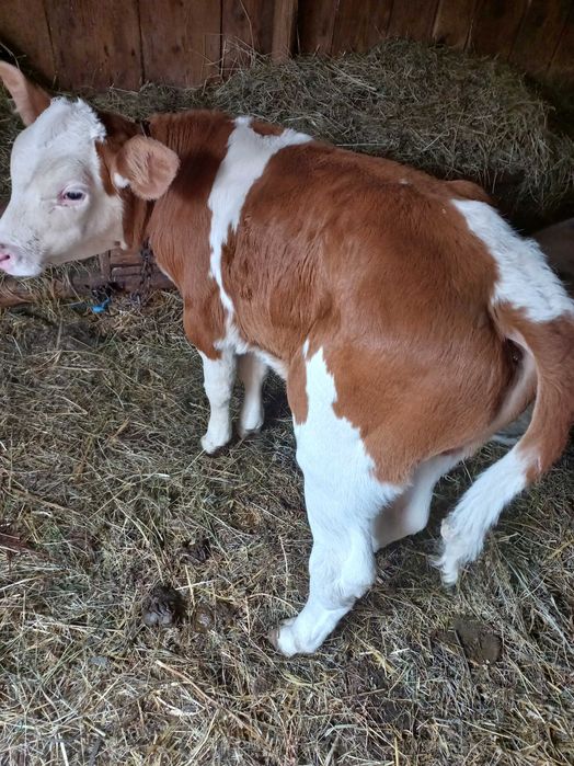 Vand doi tauri. Unul belgian, Unul balțat