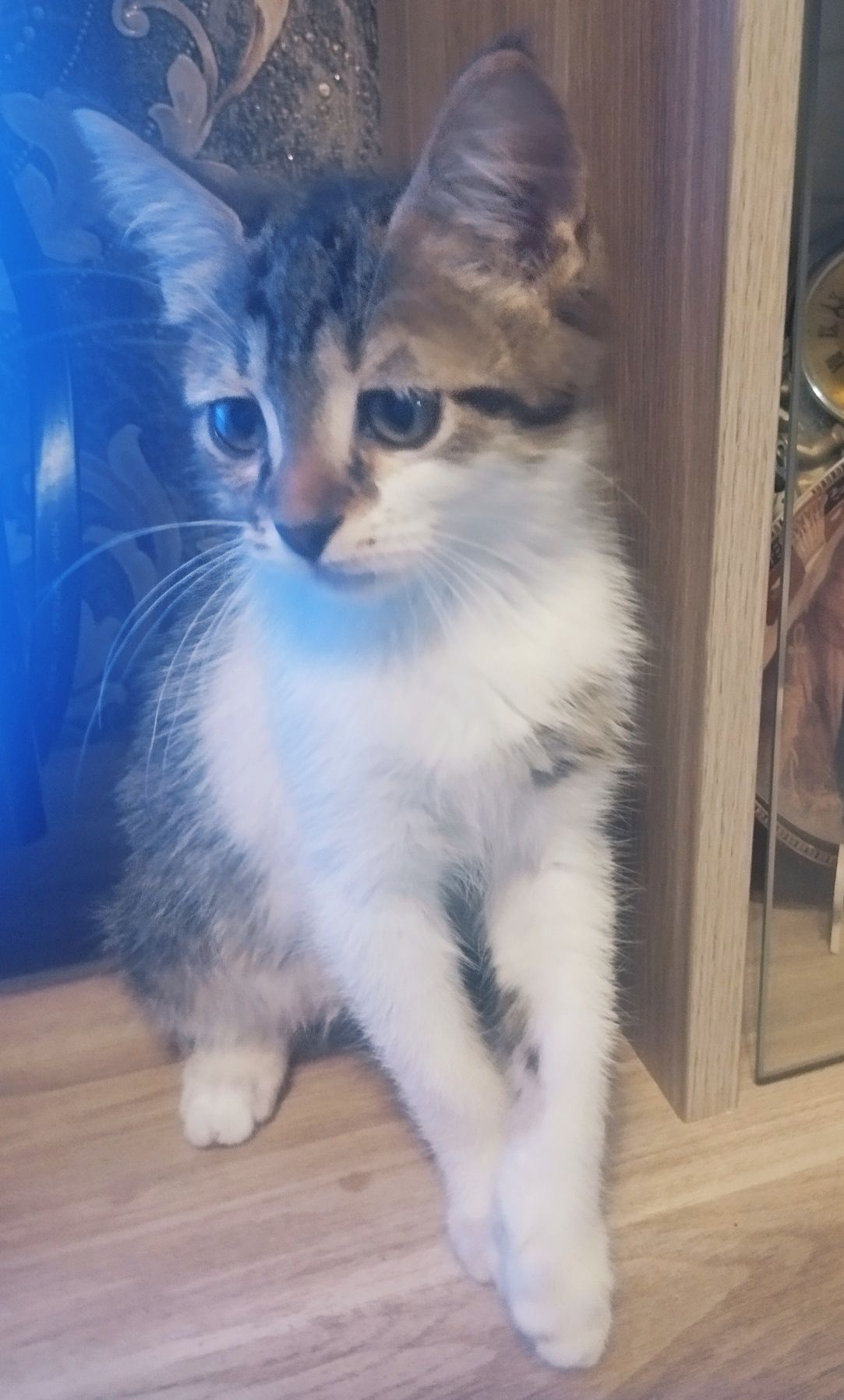 Котик Тема (3 мес)