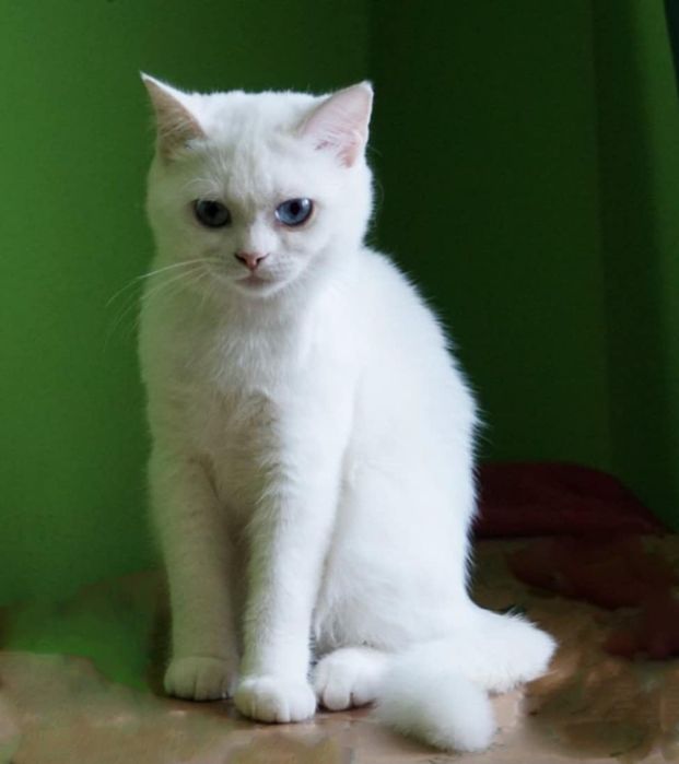 British shorthair cu pedigree