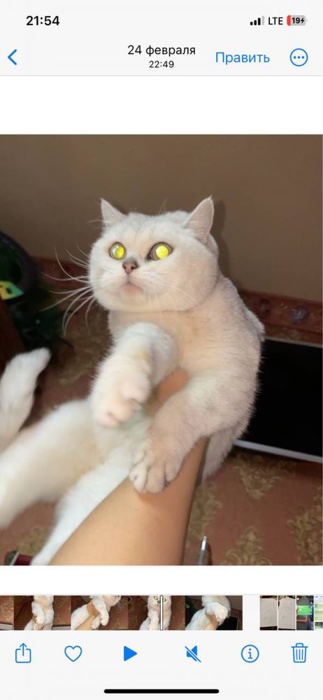 Liloviy Britan Mujik Vyazkaga optniy