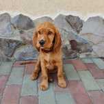 Vând cocker spaniel