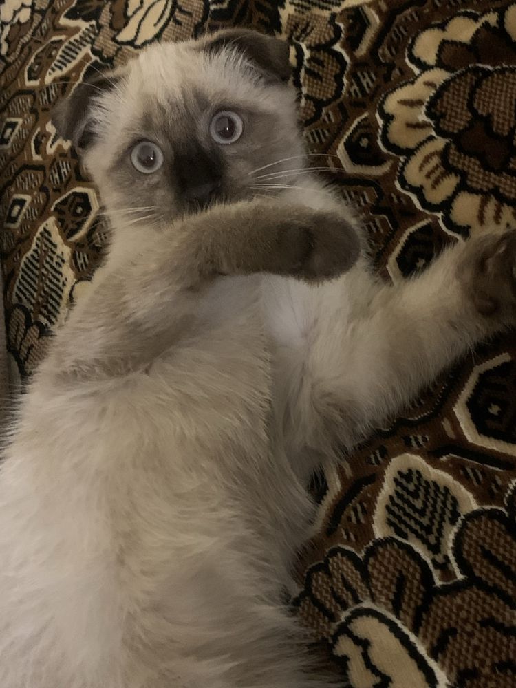 Котик шатландский вислохуий + сиамец