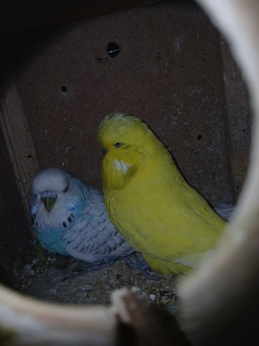 Babichkalar sotiladi soglom parasi 500 ming