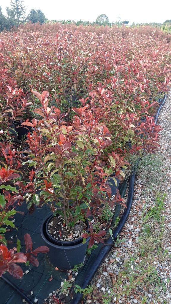 Fotinia Red (photinia)