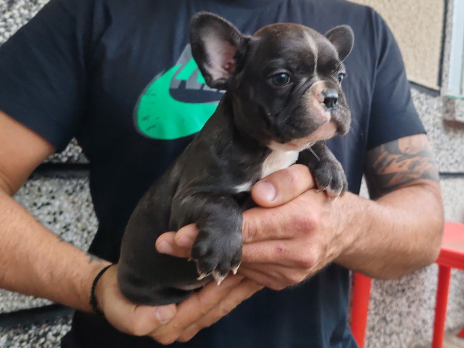 Френски   булдог