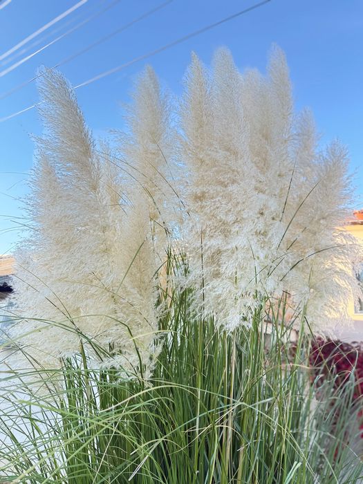 Продавам декоративна трева Пампас