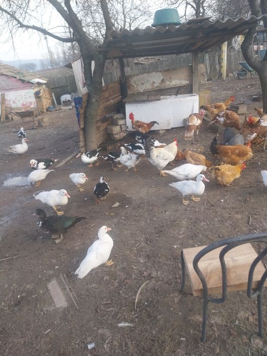 Nu răspund la mesaje doar contact telefon