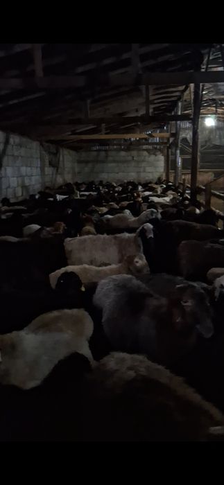 Продам баран и овец