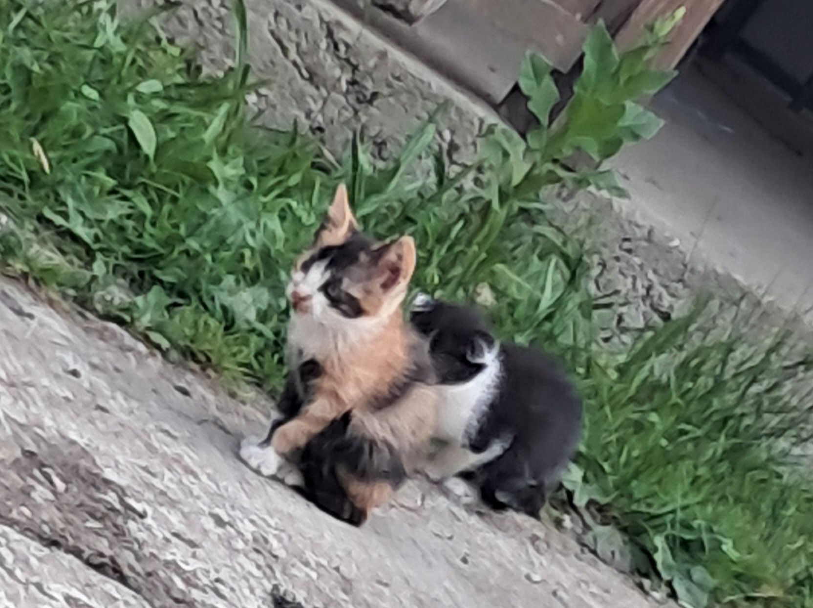 Donez pui de pisică
