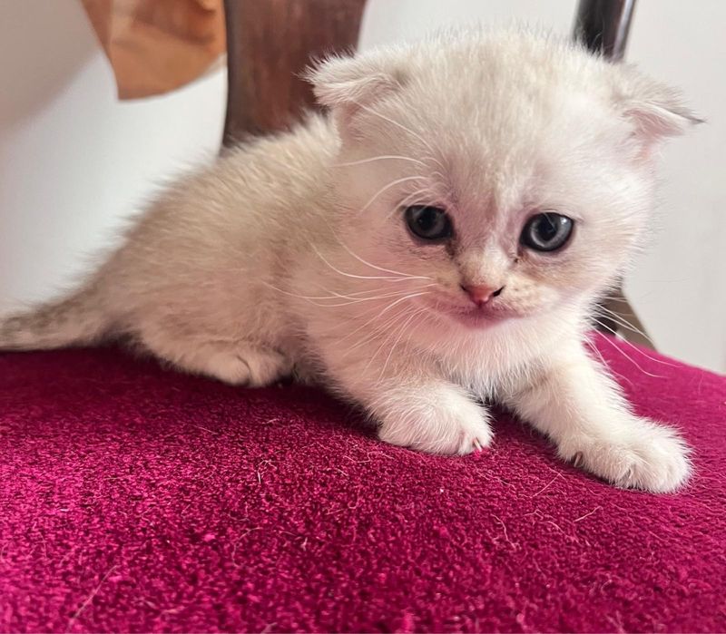 Scottish fold silver