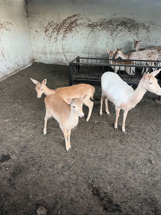 Продавам елени лопатари