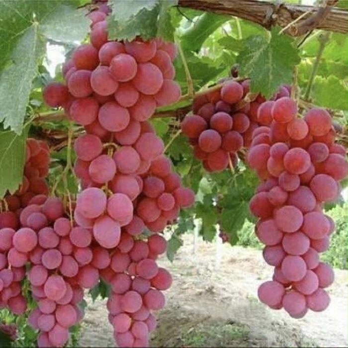 Vita de vie de calitate