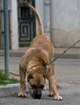 Disponibil pereche presa canario