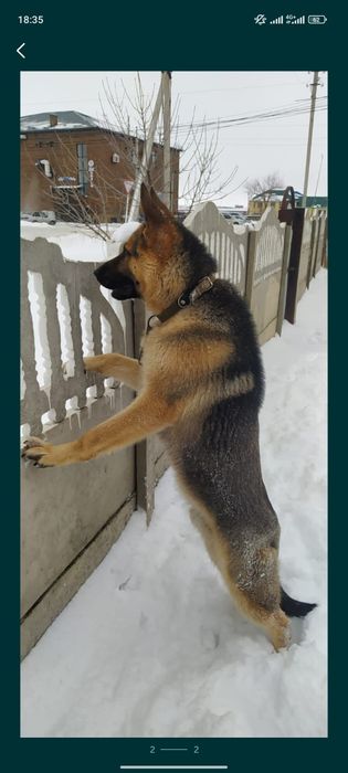 немецкая овчарка вязка