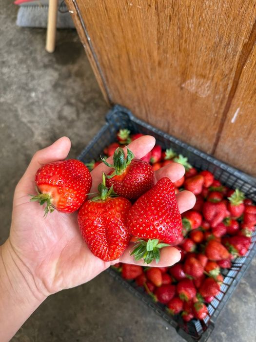 Vand stoloni de capsuni