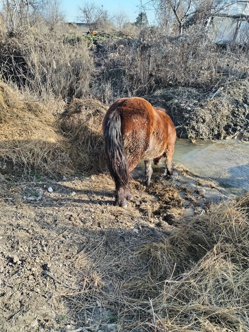 Vând mânza murgă