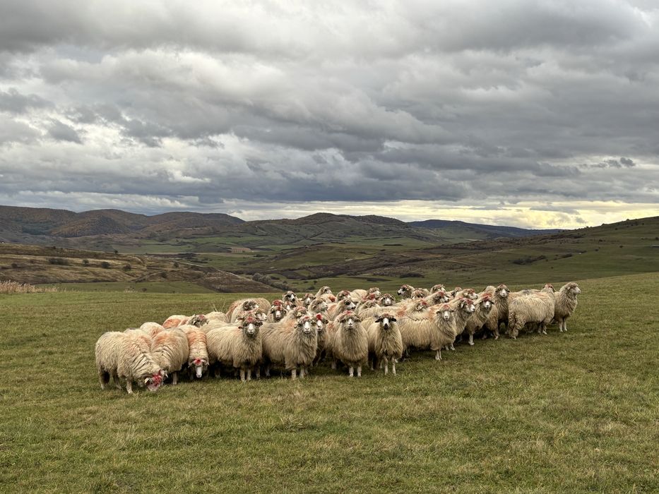 Oi  bune  de  vanzare