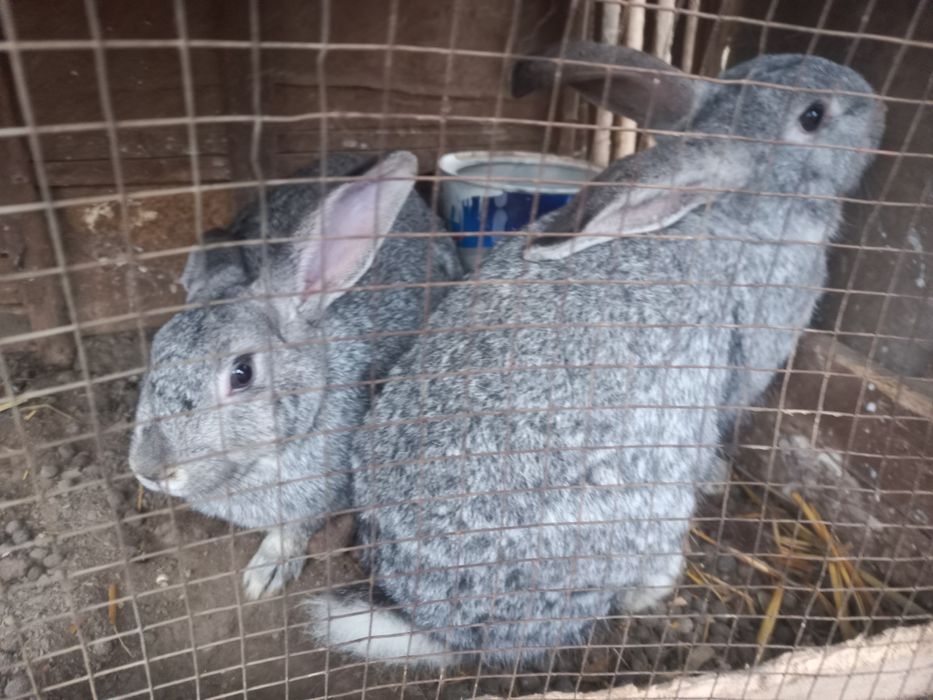 Uy quyonlari bejirim velikan