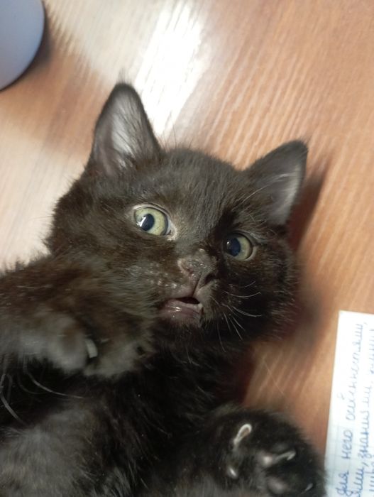 Отдам в хорошие руки