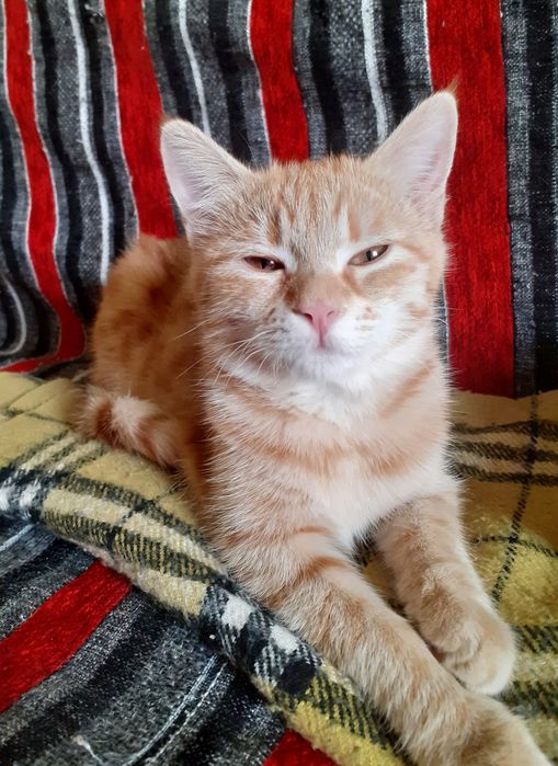 Отдам котёнка девочку 4 месяца