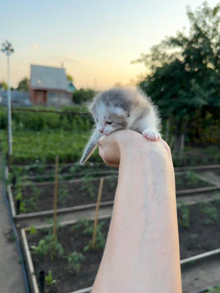 Котенок в добрые руки